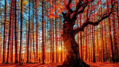 Express Entry draw invites 4500 immigration candidates