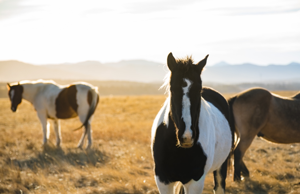 Horse graze in an Alberta pasture.