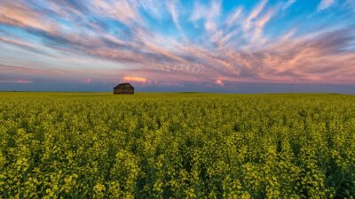 Optimized Sask April18