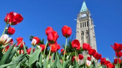 Ottawa spring tulips