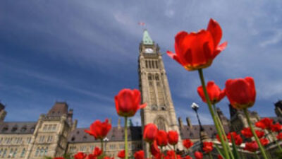 Parliamentflowers