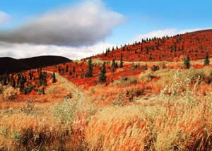Sloping hillsides in the Yukon, Canada, showing the natural wilderness of the territory
